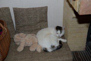 HIPPOline-Katze