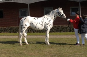 Knabstrupper (Foto Mareile Oellrich-Overesch)