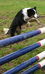 Ein Hundewetter