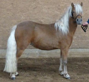 Klein Gisa vom Taubengrund 