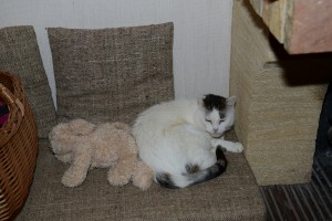 HIPPOline-Katze