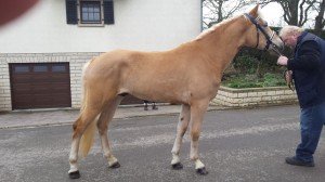 Arlando van Konkershof /Haflinger