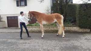 Armano oet de Broekstreet/Haflinger