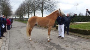 Wallace du Rieu/Haflinger