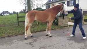 Liz Steinfrier/Haflinger