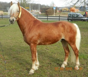 Cooky Anbator Reservesieger der Hengstkörung V: Utha Anbator M: Jade du Lude Besitzer Mathieu Ringler Frankreich