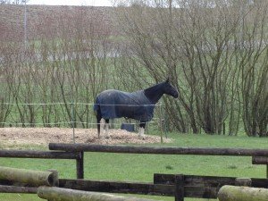 Reitstall Goergen - Lage im Grünen