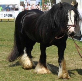 Irish Cob 2