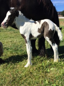 Irish Cob 1