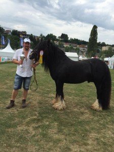 Irish Cob3