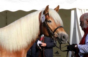 Haflingerkörung 2015 in Meran