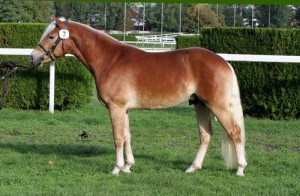 Haflingerhengst Bavaro