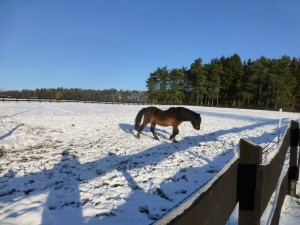 Nikki im Schnee