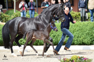 3_Sf_v_Davie-Don_Schufro_Perl_16_BECKER