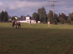 Manège Medinger -Weide