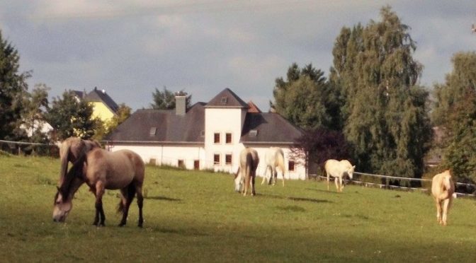 Neues von Manège Medinger