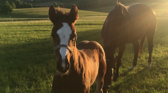 FOHLENAUFZUCHT PETERSHOF IN D-66709 WEISKIRCHEN