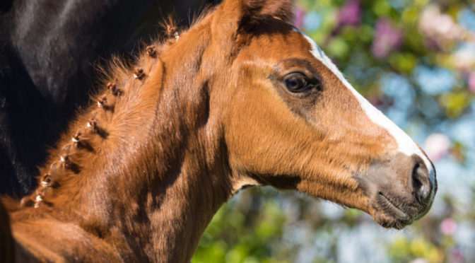 15. August 2021 SCSL Championnat des Poulains 2021 / Fohlenchampionat 2021