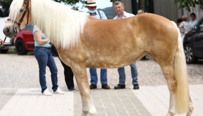 CSL Hauptstammbucheintragung 2021 am 20.06.2021